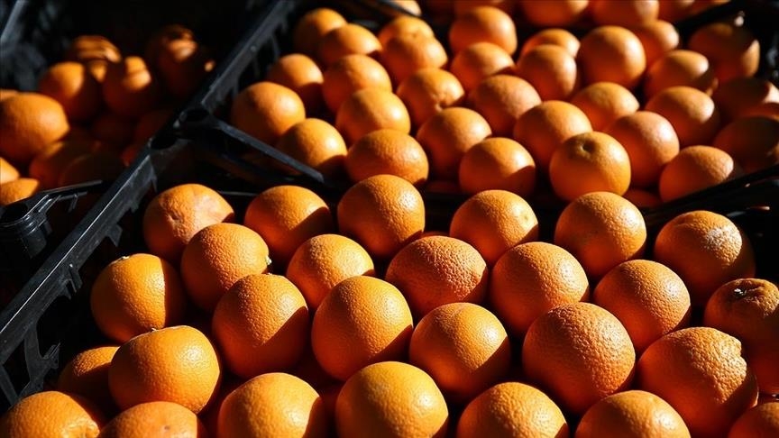  روسیه محدودیت واردات برخی محصولات کشاورزی از ترکیه را لغو کرد