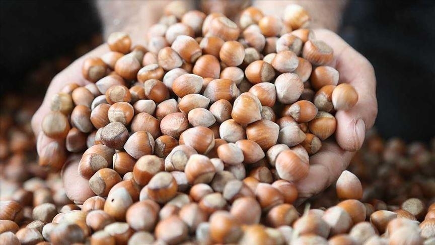  درآمد 1.6 میلیارد دلاری ترکیه از صادرات فندق طی 8 ماه گذشته