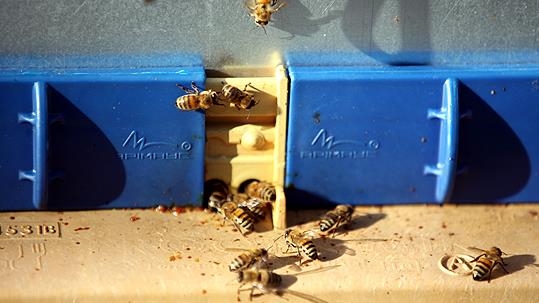  حمایت ترکیه از زوج‌های جوان کشاورز در تونس