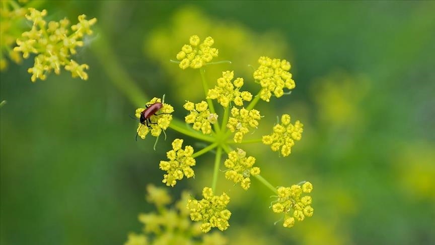  گل‌های بهاری در دامنه کوه آغری ترکیه