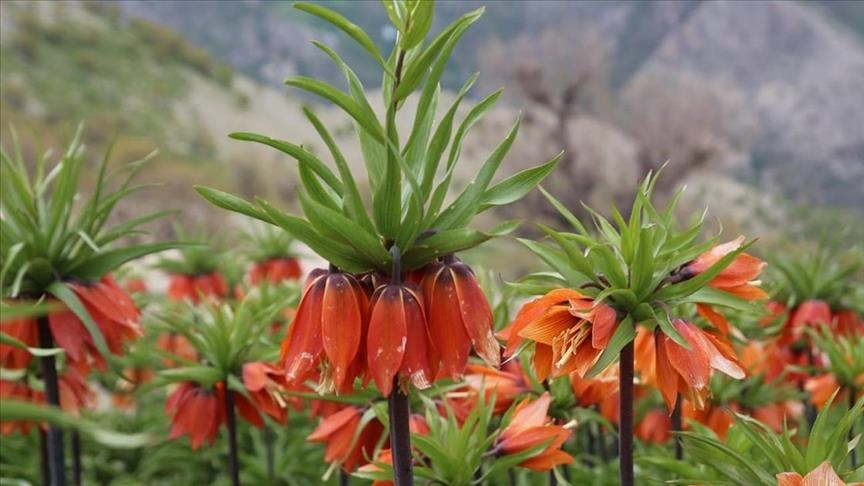  لاله‌های واژگون؛ عنصر زیبایی طبیعت باتمان ترکیه