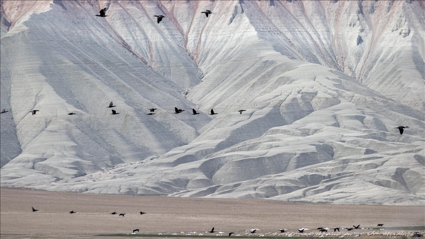  آنکارا در فصل بهار میزبان گونه‌های مختلف پرندگان است