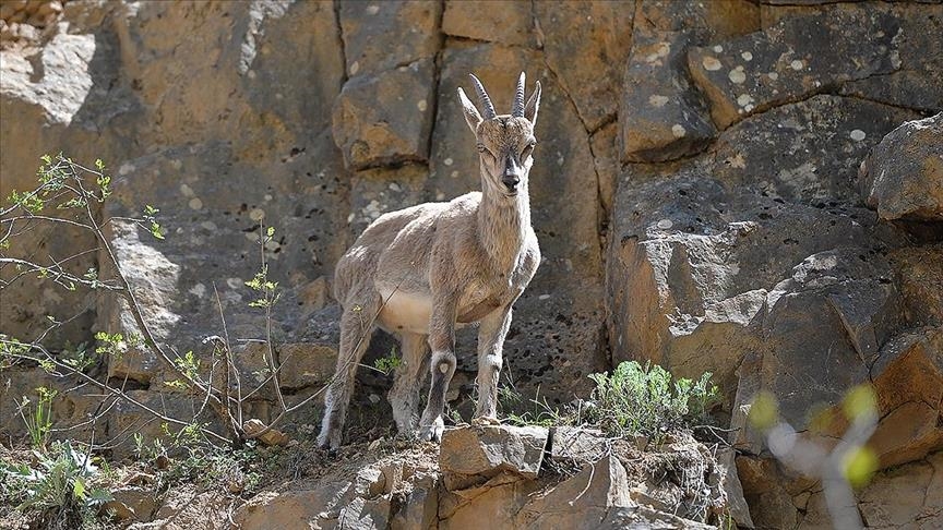  زیبایی حیات وحش در تونجلی ترکیه