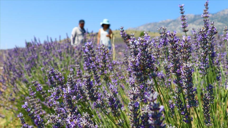  رشد چشمگیر تولید و صادرات گیاهان دارویی و معطر در ترکیه