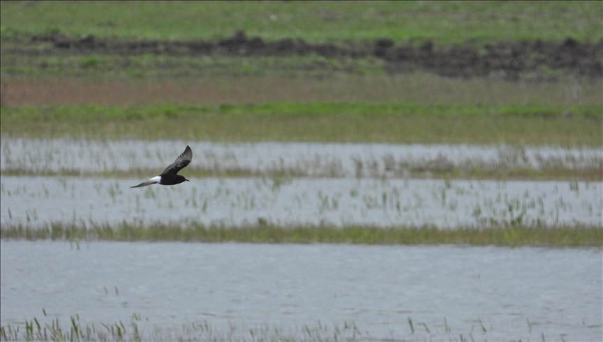  کوچ گسترده پرندگان مهاجر به تالاب‌های استان قارص