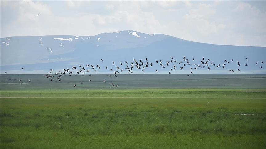  دریاچه کویوجوک ترکیه میزبان گونه‌های مختلف پرندگان