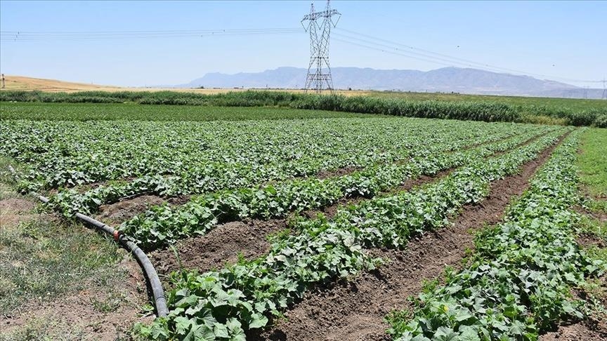  زمین‌های بایر و بلاکشت استان شرناق به اراضی زراعی تبدیل شد