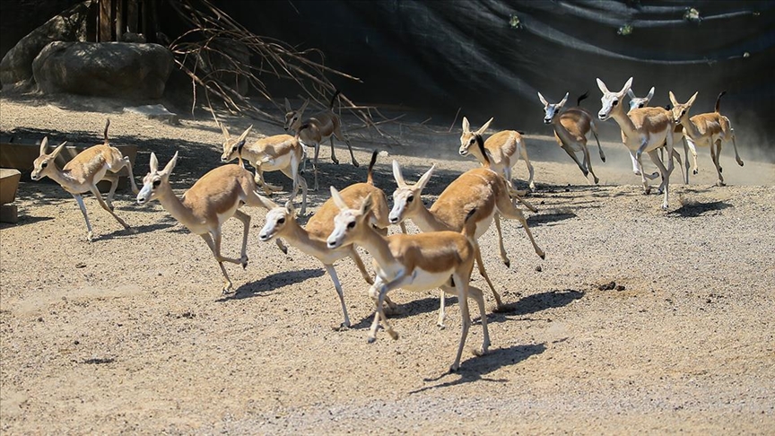  پارک حیات طبیعی ازمیر زیستگاه حیوانات وحشی