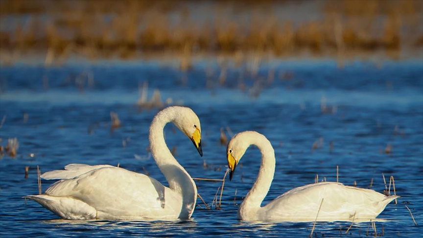  زمان واقعی آموزش در ایران به دلیل تعطیلی‌‎های مکرر کاهش یافته است