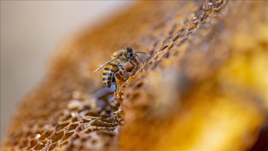  آمریکا، آلمان و بریتانیا در صدر واردکنندگان عسل ترکیه