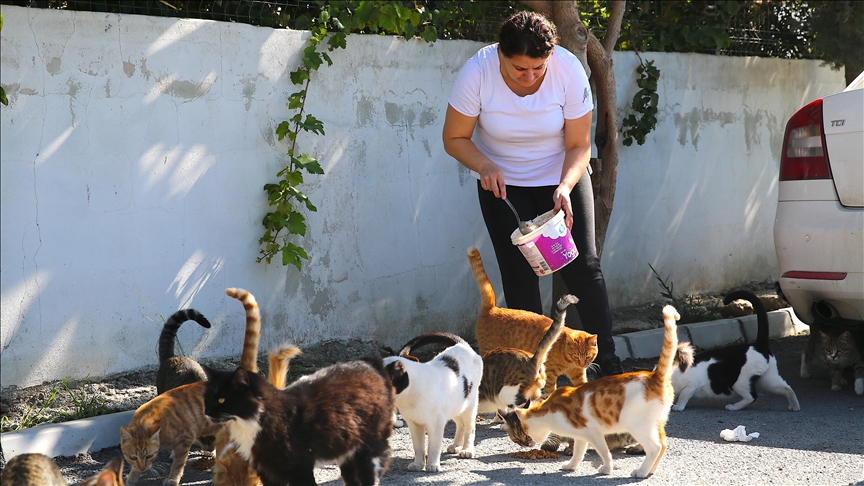 زن زلزله‌زده در ترکیه پناه گربه‌های بی‌خانمان شد