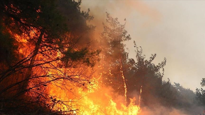  فرمانده یگان حفاظت از منابع طبیعی ایران: بالگرد اختصاصی برای اطفای حریق جنگل‌ها نداریم