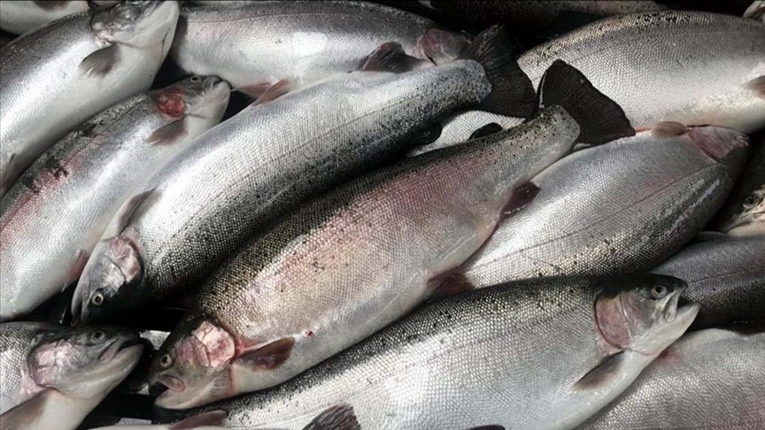 میزان صادرات آبزیان ترکیه در سال 2025 رکورد شکست