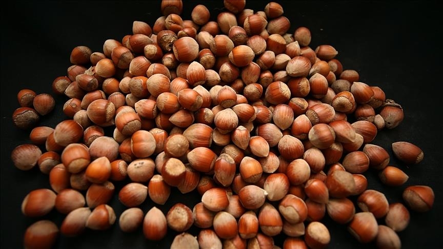  آلمان بزرگ‌ترین مقصد صادرات فندق ترکیه در سال 2025