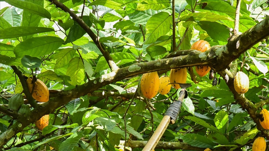  جهش 114 درصدی صادرات کاکائو ترکیه و ثبت رکورد 1.66 میلیارد دلاری