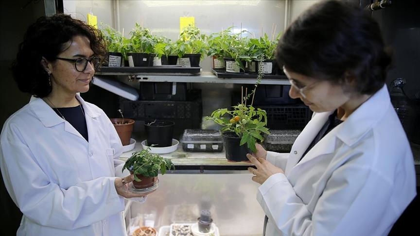  پرورش گوجه‌فرنگی در شبیه‌ساز خاک ماه و مریخ در دانشگاه اژه