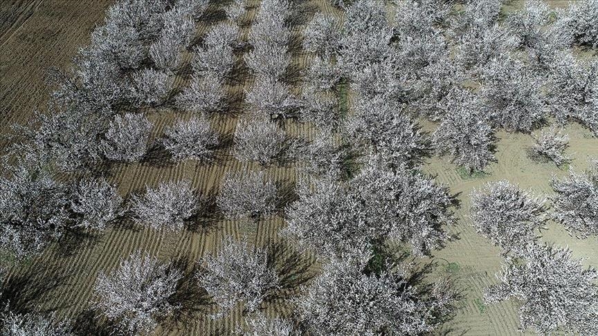 هاکان فیدان درباره توقف جنگ با مقامات ایران، آمریکا، مصر و اتحادیه اروپا گفت‌وگو کرد